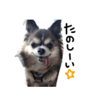 チワワのごんたスタンプ（個別スタンプ：7）