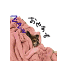 チワワのごんたスタンプ（個別スタンプ：10）