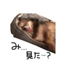 チワワのごんたスタンプ（個別スタンプ：12）