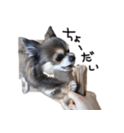 チワワのごんたスタンプ（個別スタンプ：13）