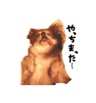 チワワのごんたスタンプ（個別スタンプ：19）