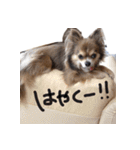 チワワのごんたスタンプ（個別スタンプ：21）