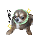 チワワのごんたスタンプ（個別スタンプ：24）