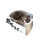 チワワのごんたスタンプ（個別スタンプ：29）