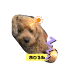 トイプーもこの日常（個別スタンプ：13）