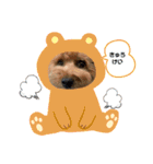 トイプーもこの日常（個別スタンプ：18）