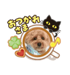 トイプーもこの日常（個別スタンプ：19）