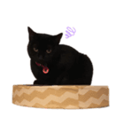 くろねこネネ（個別スタンプ：5）
