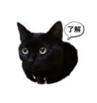 くろねこネネ（個別スタンプ：6）