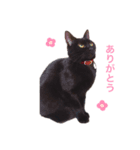 くろねこネネ（個別スタンプ：7）