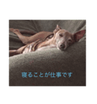 寝ることが仕事です（個別スタンプ：1）