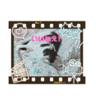 プッチとみかんコラボスタンプ（個別スタンプ：4）