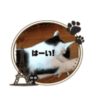 プッチとみかんコラボスタンプ（個別スタンプ：14）