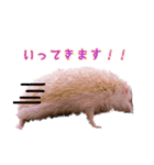 アルビノハリネズミのスタンプ（個別スタンプ：1）