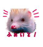 アルビノハリネズミのスタンプ（個別スタンプ：4）