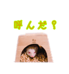 アルビノハリネズミのスタンプ（個別スタンプ：5）