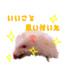 アルビノハリネズミのスタンプ（個別スタンプ：7）