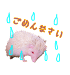 アルビノハリネズミのスタンプ（個別スタンプ：9）