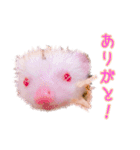 アルビノハリネズミのスタンプ（個別スタンプ：10）