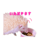 アルビノハリネズミのスタンプ（個別スタンプ：13）