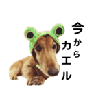 まろりんことナカヨシコヨシ♪（個別スタンプ：30）