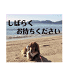 まろりんことナカヨシコヨシ♪（個別スタンプ：40）