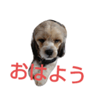 キャバシーズー ノアのスタンプ 4（個別スタンプ：2）