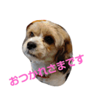 キャバシーズー ノアのスタンプ 4（個別スタンプ：4）