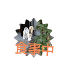 キャバシーズー ノアのスタンプ 4（個別スタンプ：5）