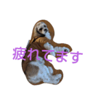 キャバシーズー ノアのスタンプ 4（個別スタンプ：7）