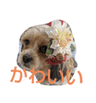 キャバシーズー ノアのスタンプ 4（個別スタンプ：8）