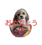 キャバシーズー ノアのスタンプ 4（個別スタンプ：9）