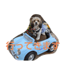 キャバシーズー ノアのスタンプ 4（個別スタンプ：10）