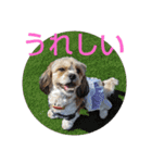 キャバシーズー ノアのスタンプ 4（個別スタンプ：12）