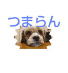 キャバシーズー ノアのスタンプ 4（個別スタンプ：13）