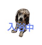 キャバシーズー ノアのスタンプ 4（個別スタンプ：14）