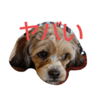 キャバシーズー ノアのスタンプ 4（個別スタンプ：15）