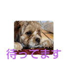 キャバシーズー ノアのスタンプ 4（個別スタンプ：17）