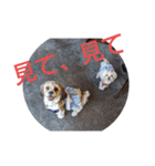 キャバシーズー ノアのスタンプ 4（個別スタンプ：21）