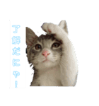 ギンちゃんの日常会話スタンプ2（個別スタンプ：1）