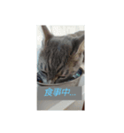 ギンちゃんの日常会話スタンプ2（個別スタンプ：3）