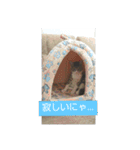 ギンちゃんの日常会話スタンプ2（個別スタンプ：4）