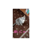 ギンちゃんの日常会話スタンプ2（個別スタンプ：6）