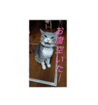 ギンちゃんの日常会話スタンプ2（個別スタンプ：7）
