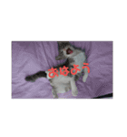 ギンちゃんの日常会話スタンプ2（個別スタンプ：8）