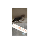 ギンちゃんの日常会話スタンプ2（個別スタンプ：9）