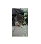 ギンちゃんの日常会話スタンプ2（個別スタンプ：10）