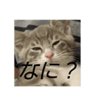 ギンちゃんの日常会話スタンプ2（個別スタンプ：11）