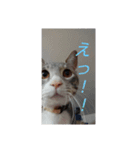 ギンちゃんの日常会話スタンプ2（個別スタンプ：12）