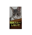 ギンちゃんの日常会話スタンプ2（個別スタンプ：16）